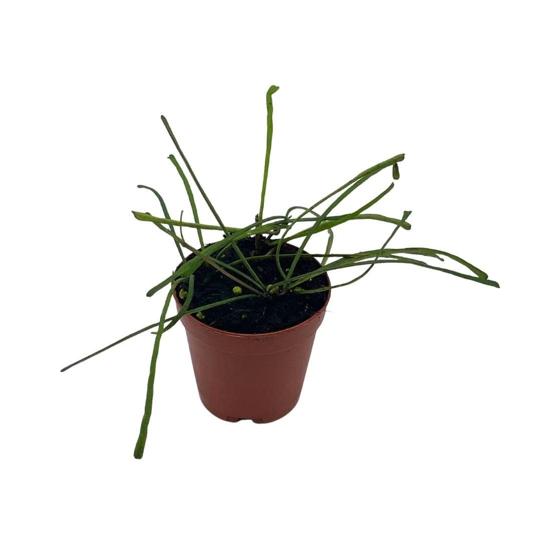 BubbleBlooms Hoya Retusa Live Plant in 2 Inch Pot - Wax Plant, Wax Vine, Porcelain Vine - Perfect for Indoor Home Decor, Office Desk, and Hanging Basket Displays