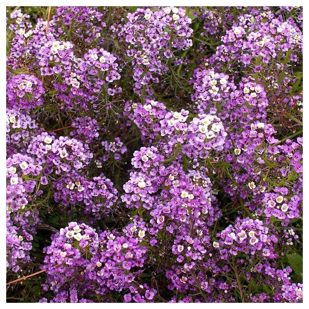 Everwilde Farms - 1/4 Lb Royal Carpet Sweet Alyssum Wildflower Seeds - Gold Vault Packaging - Perfect for Garden Borders, Ground Cover & Pollinator Gardens