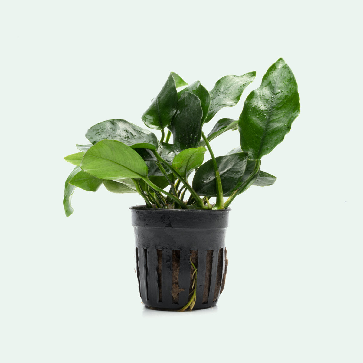 Anubias Nana Live Aquarium Plant - Easy Low Light Aquatic Plant for Fish Tanks, Aquascaping & Freshwater Aquariums - Perfect for Beginners & Shrimp Tanks