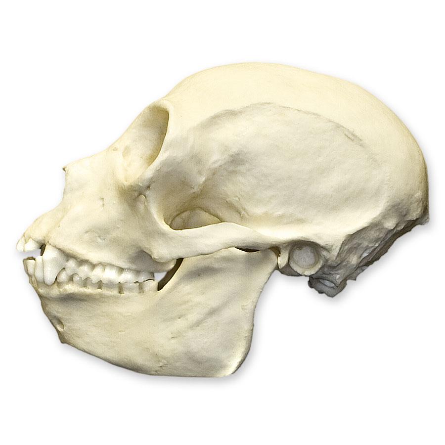 Authentic Replica Black Spider Monkey Skull - Realistic Animal Skull Model for Halloween Decor, Scientific Study, and Gothic Home Decor