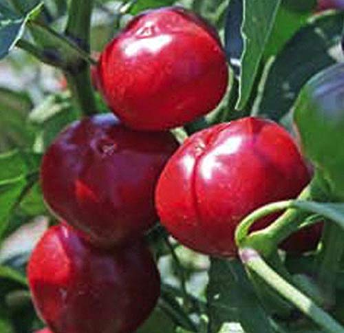 Spicy Cherry Pepper Seeds - Sweet & Hot Golf Ball-Sized Red Peppers (100 Seeds) - Perfect for Home Gardening, Salsa, Pickling & Italian Cuisine