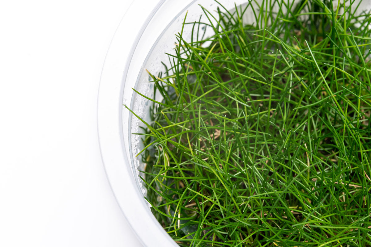 Eleocharis Belem - Dwarf Hairgrass Aquarium Plant for Freshwater Fish Tanks | Perfect for Aquascaping, Nano Tanks, and Shrimp Habitats
