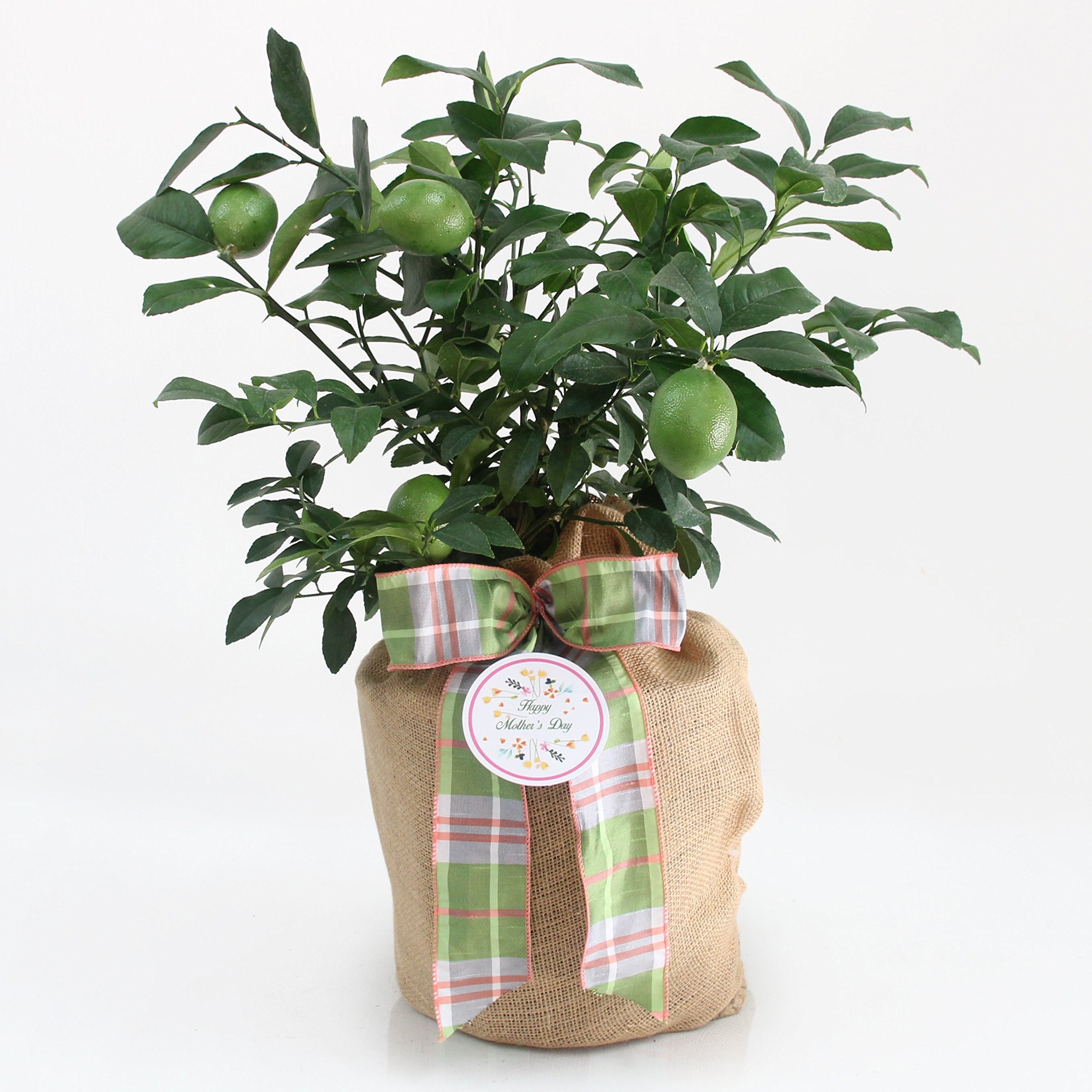 Premium Dwarf Persian Lime Tree - Fast Fruiting 1st Year, Juicy & Delicious Limes | Indoor/Outdoor Potted Citrus Plant by The Magnolia Company - Perfect for Home Gardens, Patio Decor & Mother's Day Gifts