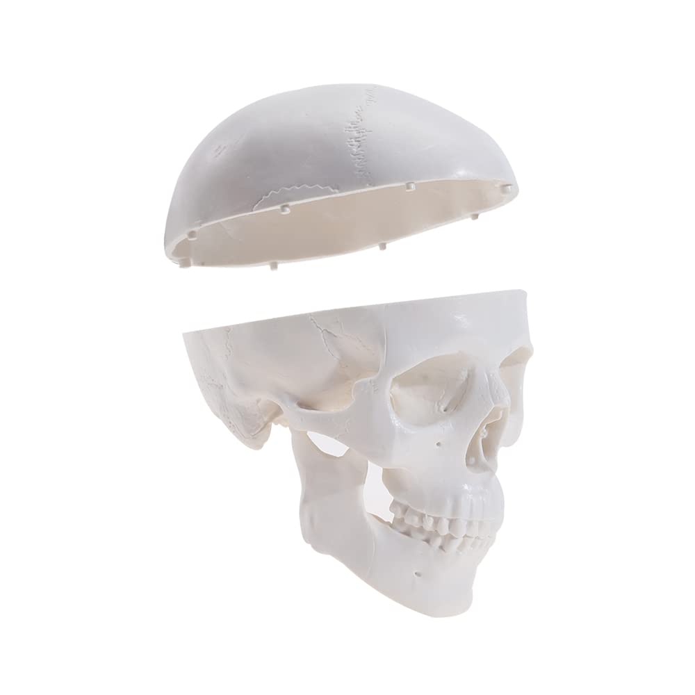 Mini Human Skull Anatomy Model with Removable Skull Cap & Articulated Jaw - 3.8x3x3.8in Educational Science Display for Medical Students, Halloween Decor & Classroom Teaching