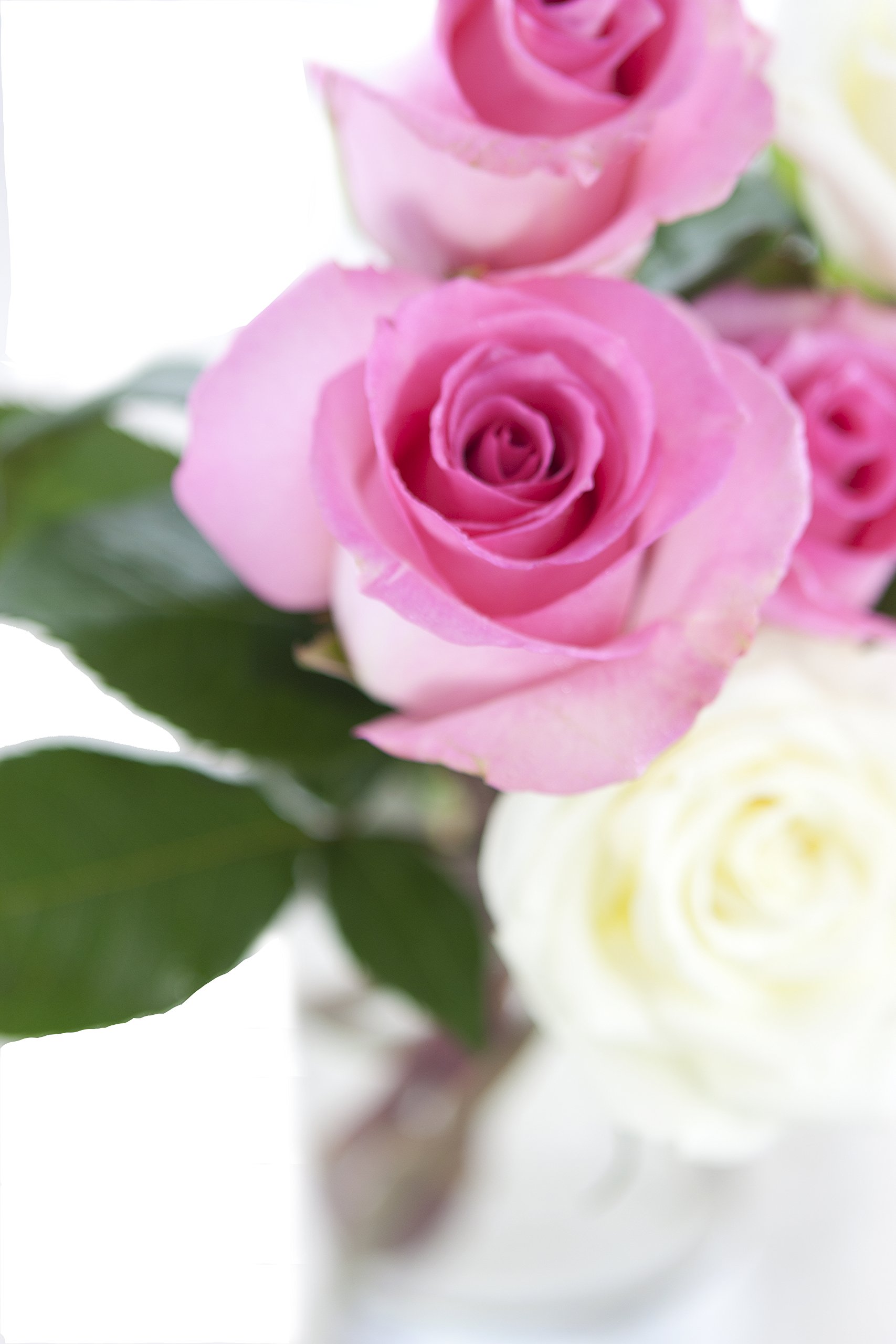 KaBloom Fresh Pink & White Roses (24 Stems) with Vase - Premium Mother's Day Flowers for Next Day Delivery | Perfect Gift for Birthdays, Valentine's, Get Well Soon, Thank You & Special Occasions | Ideal for Home Decor, Wedding Centerpieces & Romantic Surprises