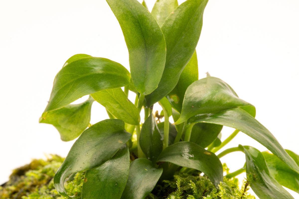 Anubias Minima Moss Tower for Aquarium - Live Aquatic Plant Decor for Fish Tank, Terrarium & Paludarium - Perfect for Shrimp, Betta & Nano Tanks