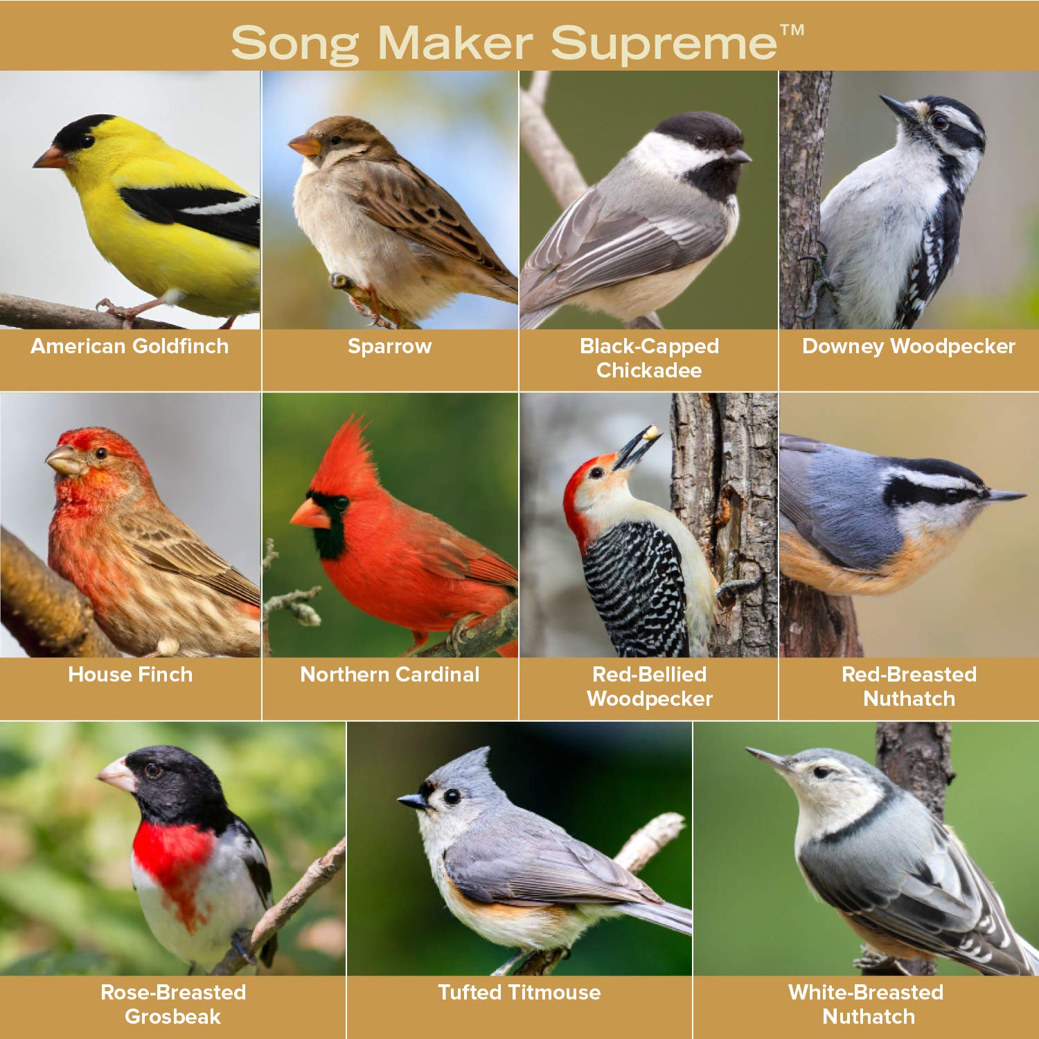 Blue Seal Kent Nutrition Song Maker Supreme 20 lbs - Premium Bird Food for Parrots & Songbirds - Perfect for Daily Feeding & Aviary Use