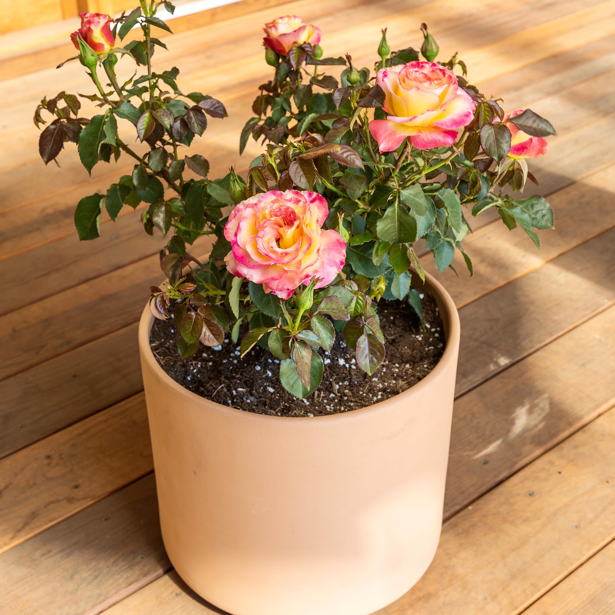 Fresh Pink & Yellow Roses for Delivery - Live Rose Bush Plants, Potted Outdoor Rose Plants | Perfect Plant Lover Gifts & Home Garden Decor | Ideal for Birthdays, Anniversaries & Valentine's Day