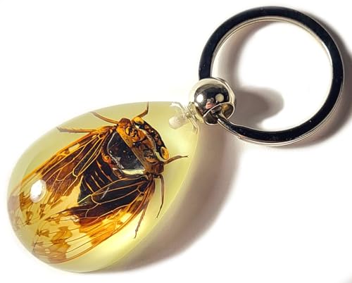 Cicada