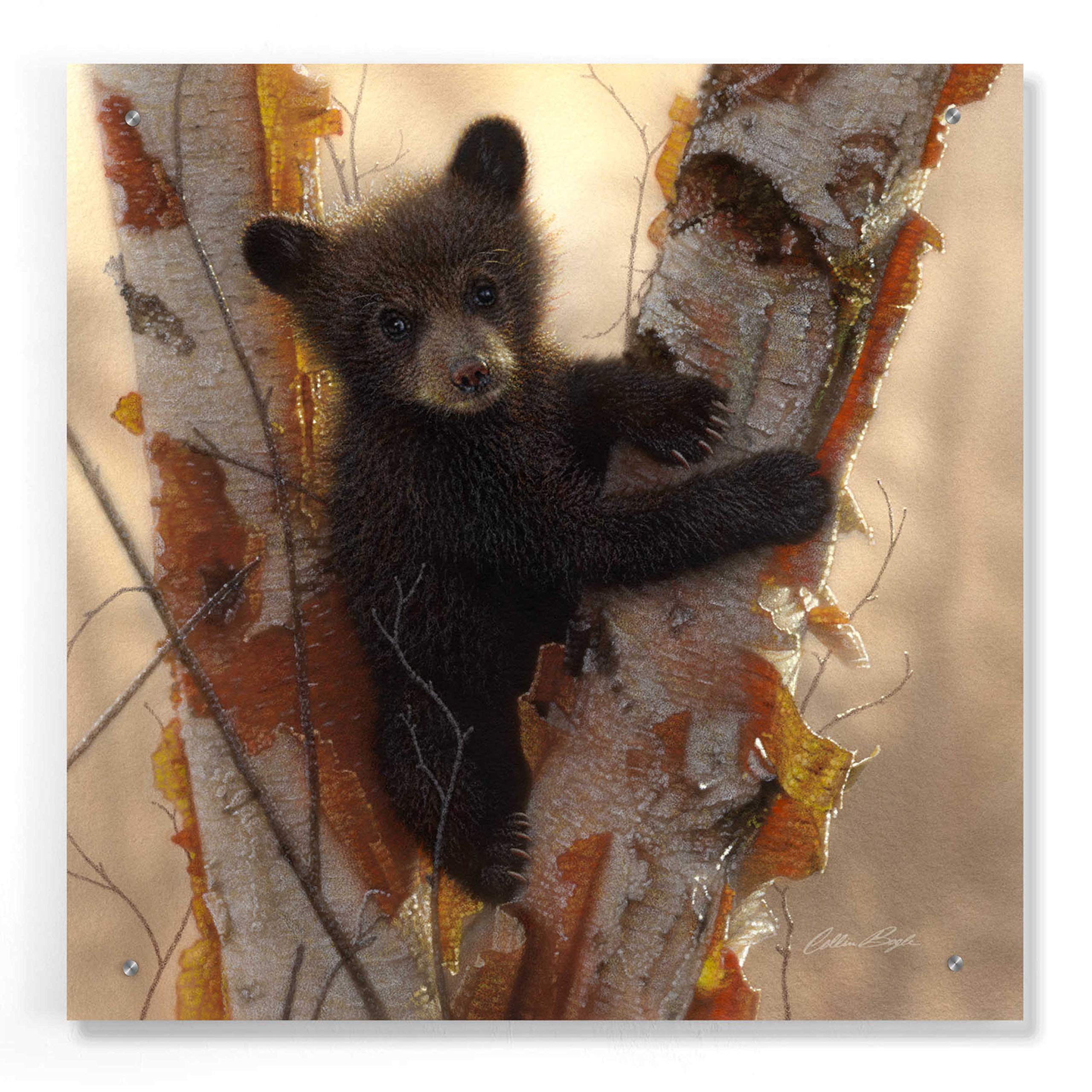 Curious Cub I by Collin Bogle - 24x24 Inch Acrylic Glass Wall Art Print, Wildlife Bear Cub Painting for Home & Office Decor, Perfect Gift for Nature Lovers