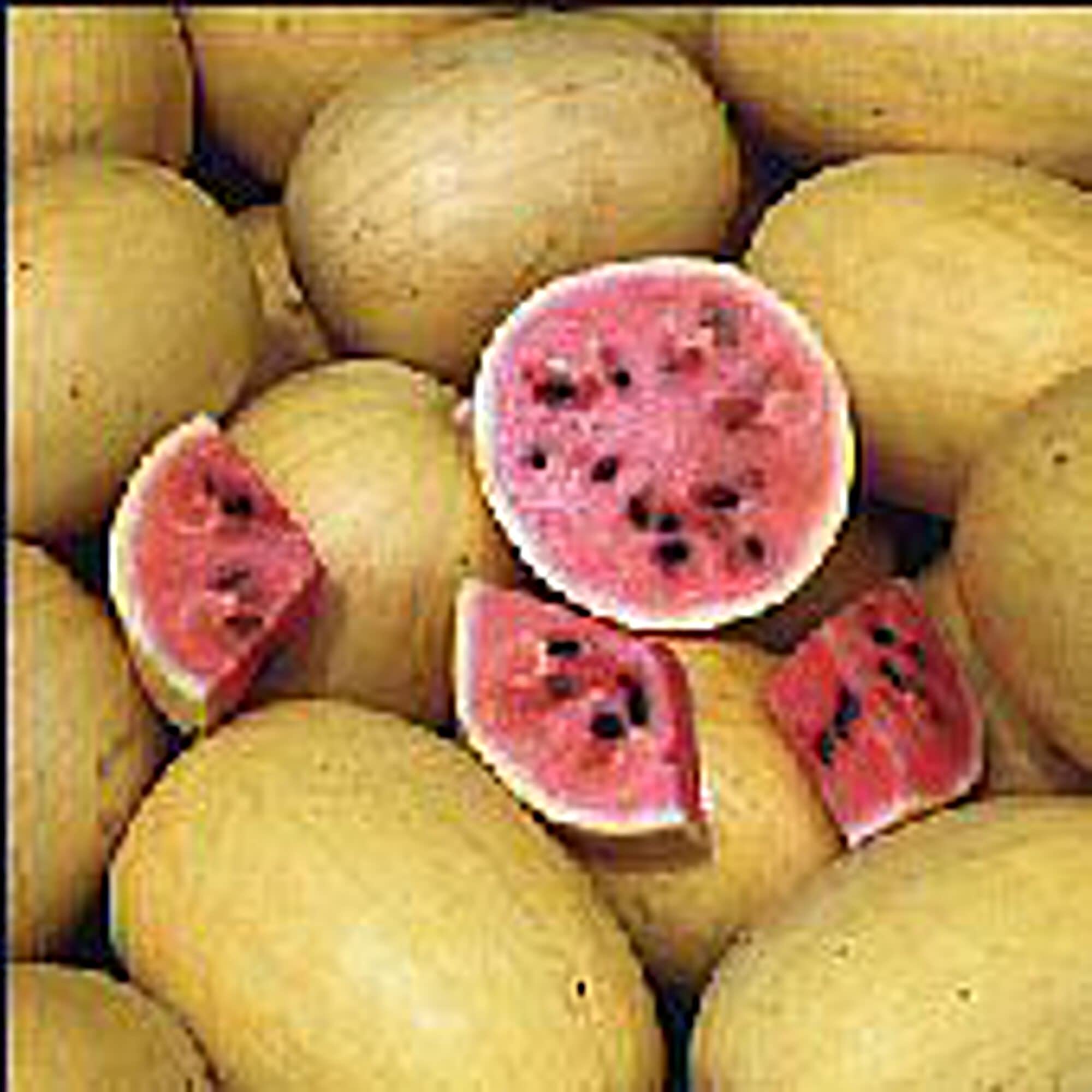 Non-GMO Golden Midget Watermelon Seeds (20+ Seeds) - Sweet Mini Watermelon Variety for Home Garden, Greenhouse & Container Planting - Perfect for Fresh Snacks, Fruit Salads & Summer Gardening