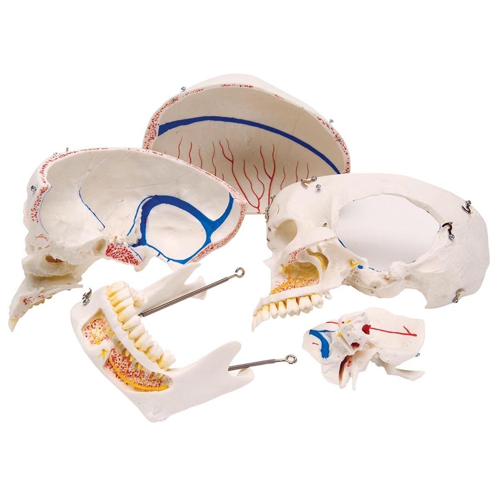 Premium 10-Part Dental Skull Model for Human Anatomy Demonstration - Ideal for Dental Students, Professionals & Medical Education