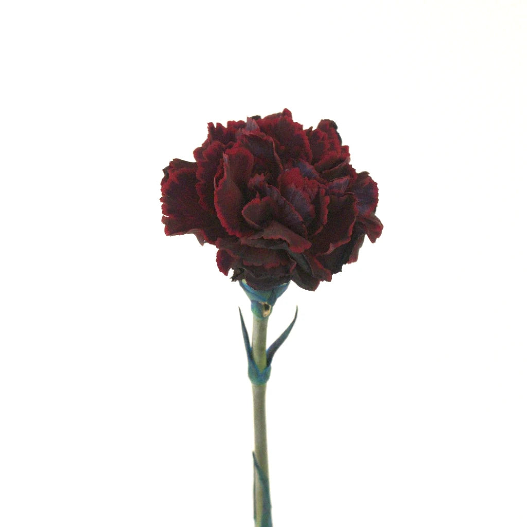 Fresh Black Cherry Red Carnation Flowers - Perfect for Bouquets, Wedding Decorations & Home Floral Arrangements