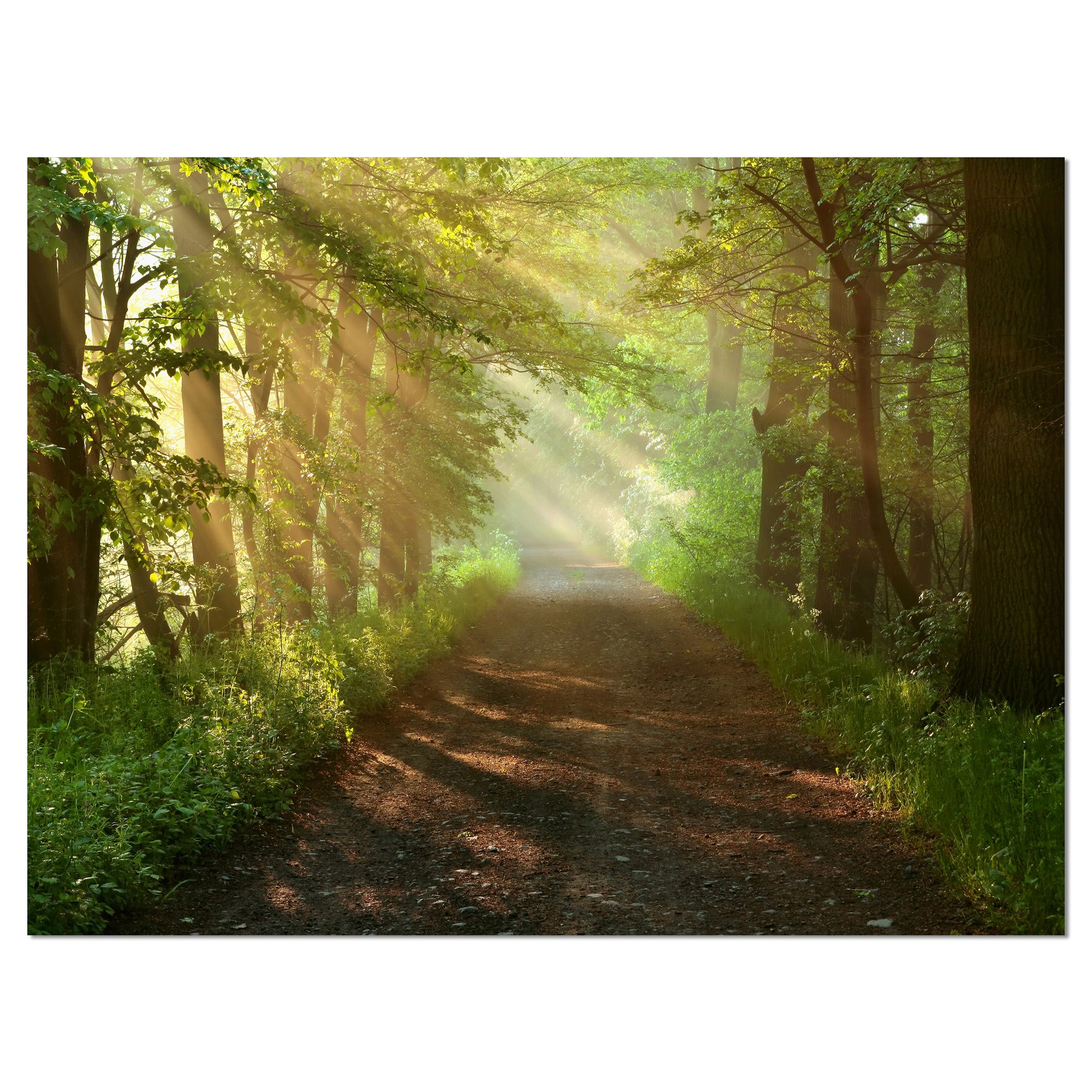 Sunlight Peeking Through Forest Trees - Nature Landscape Photography Canvas Print Wall Art for Living Room, Bedroom & Office Decor