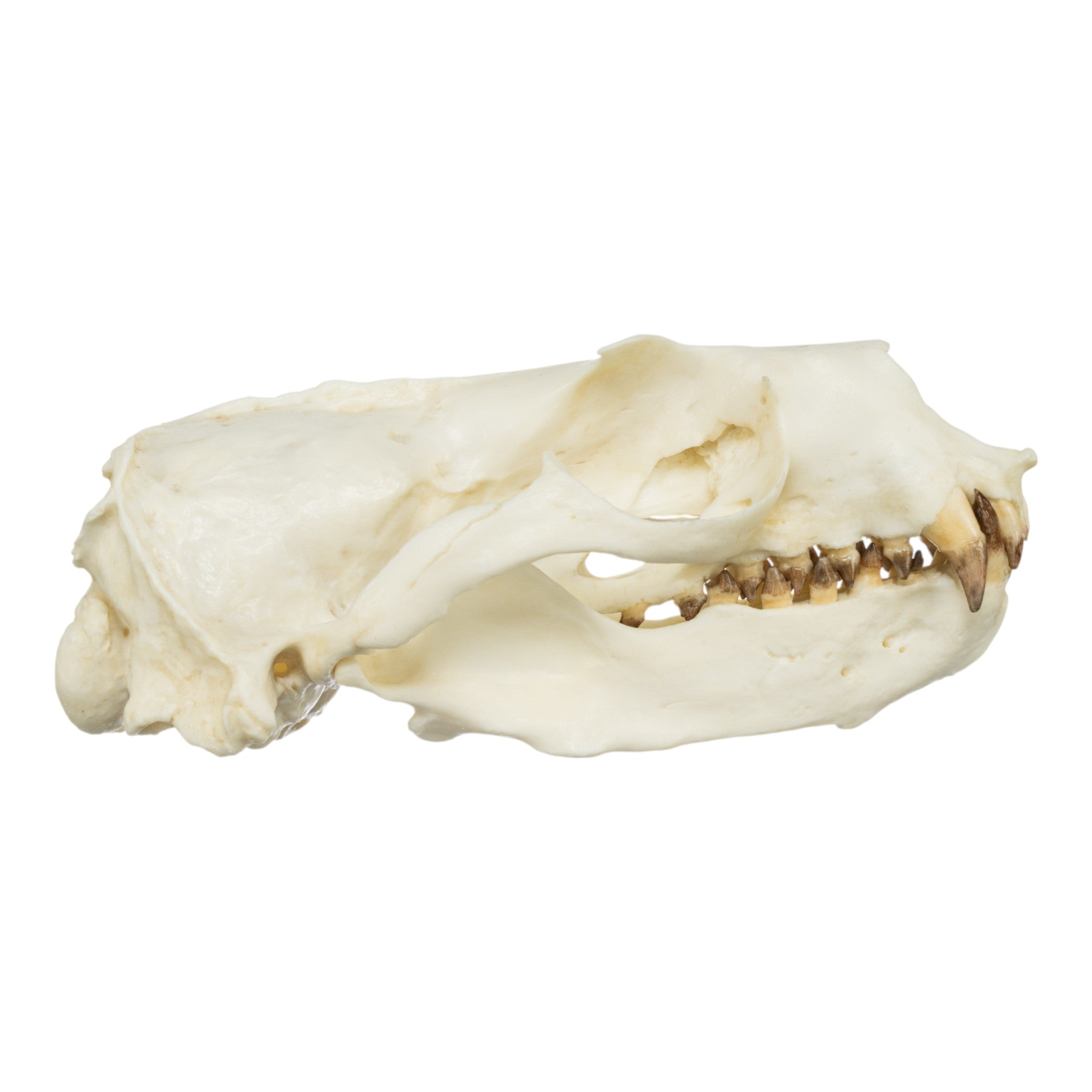 Authentic Replica Guadalupe Fur Seal Skull - Male Specimen for Educational Display, Biology Study & Home Decor Collection
