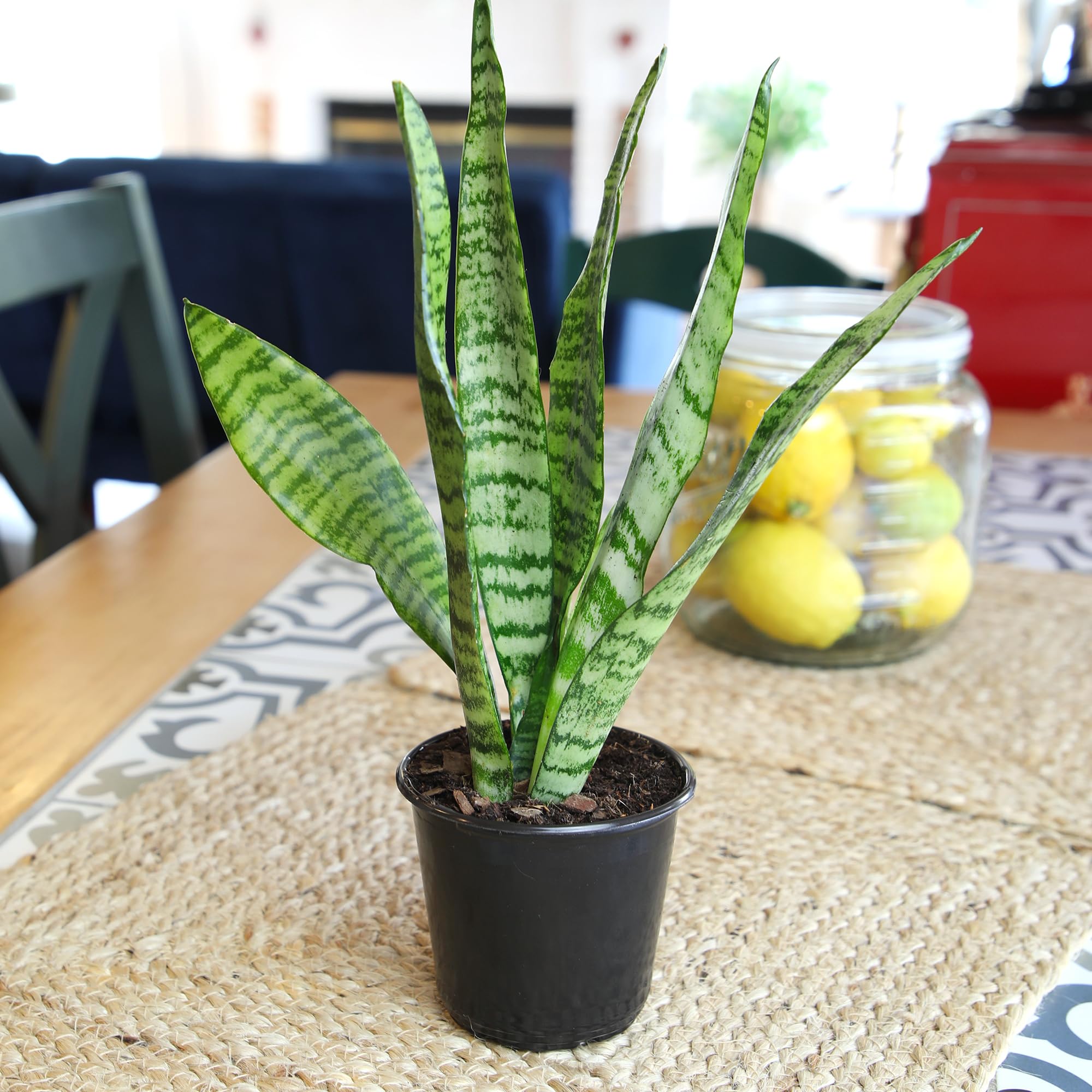 Variegated Snake Plant (Sansevieria Zeylanica) - 6