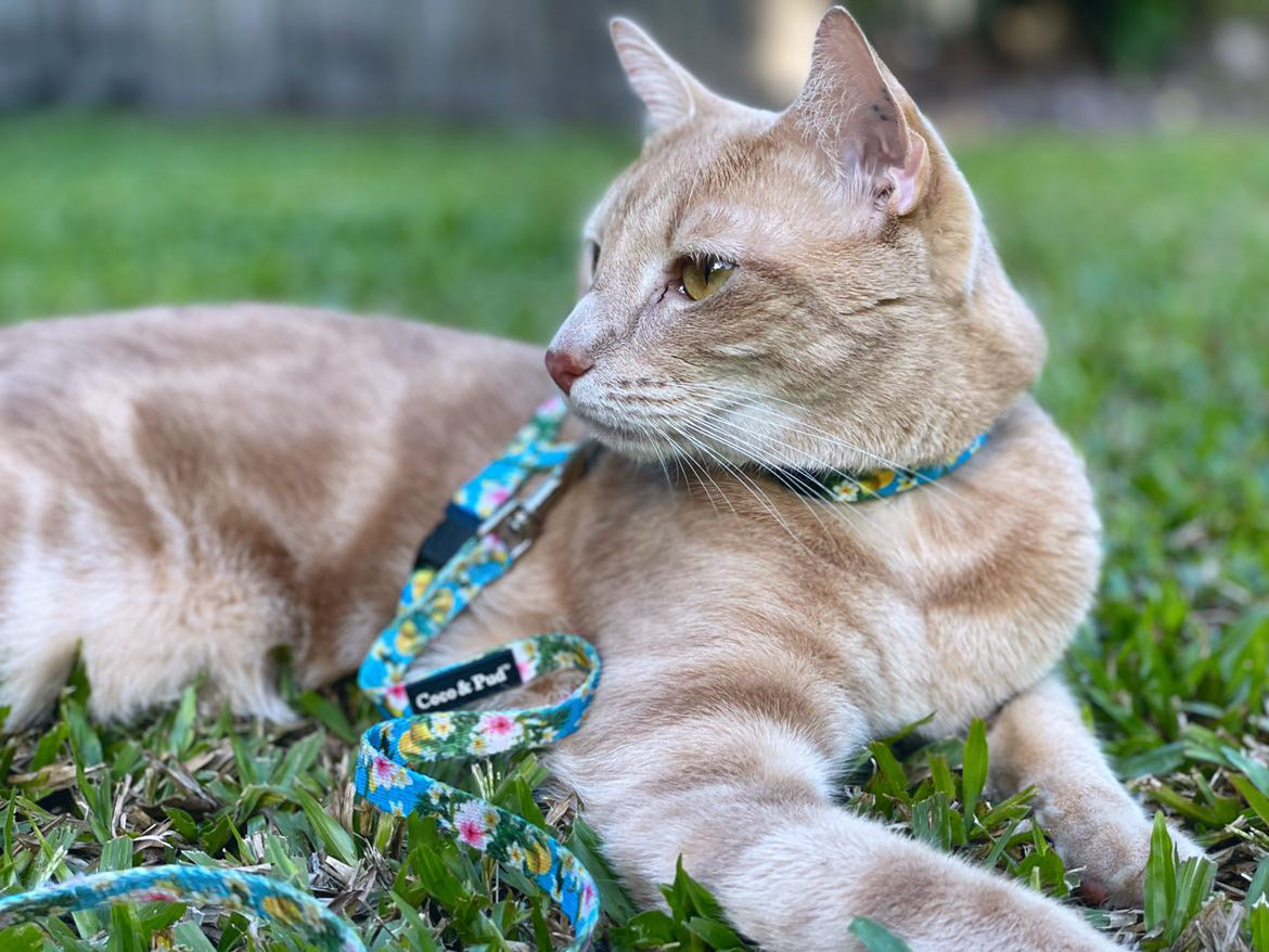 Flamingo Tropical Cat Lead - Adjustable Pet Leash for Small & Medium Cats - Perfect for Walking, Travel & Outdoor Adventures