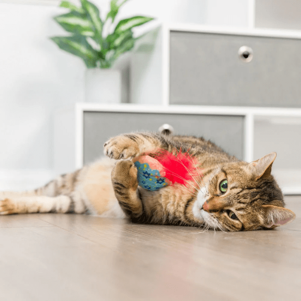 Premium Huxley & Kent Jelly Roll & Meowchewits Interactive Cat Toy - Fun Chew Toy for Kittens & Adult Cats - Perfect for Playtime, Training & Stress Relief