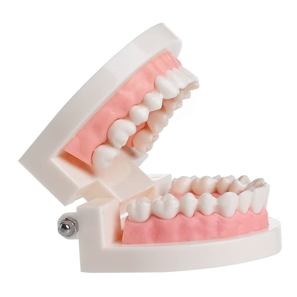 Human Dental Teeth Model for Oral Structure Teaching & Orthodontic Demonstration - Educational Tooth Model for Students, Kids, Adults & Dentists - Perfect for Classroom, Dental Office & Home Study (B0966FXBKN)