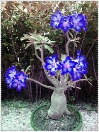 2 Pack Blue White Desert Rose Adenium Obesum Flower Seeds - Rare Succulent Plant for Home Garden, Bonsai & Landscaping - Perfect for DIY Planting, Gifts & Outdoor Decor