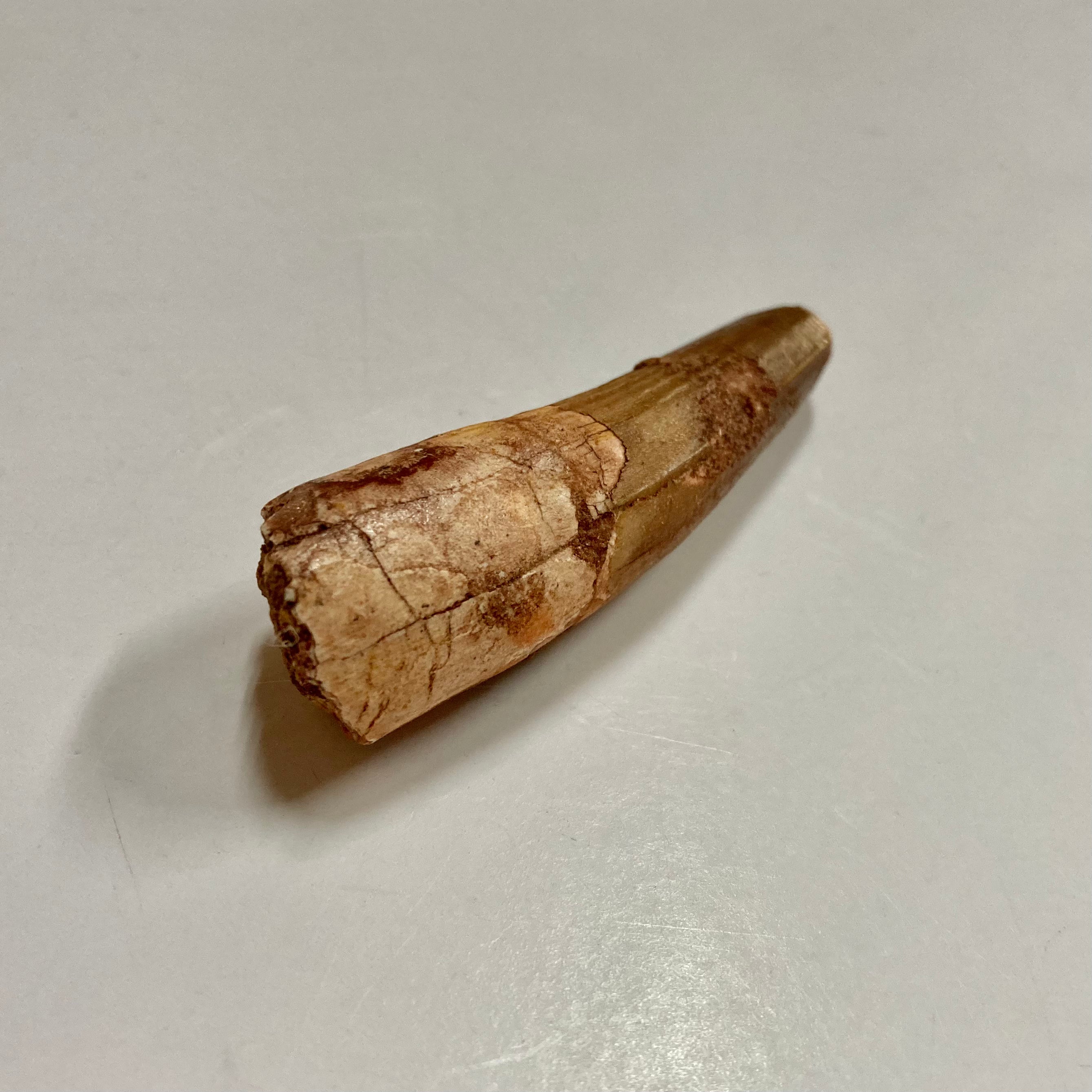 Authentic Spinosaurus Tooth Fossil - Dinosaur Collector's Item & Educational Specimen - Perfect for Paleontology Enthusiasts, Science Classrooms & Home Decor
