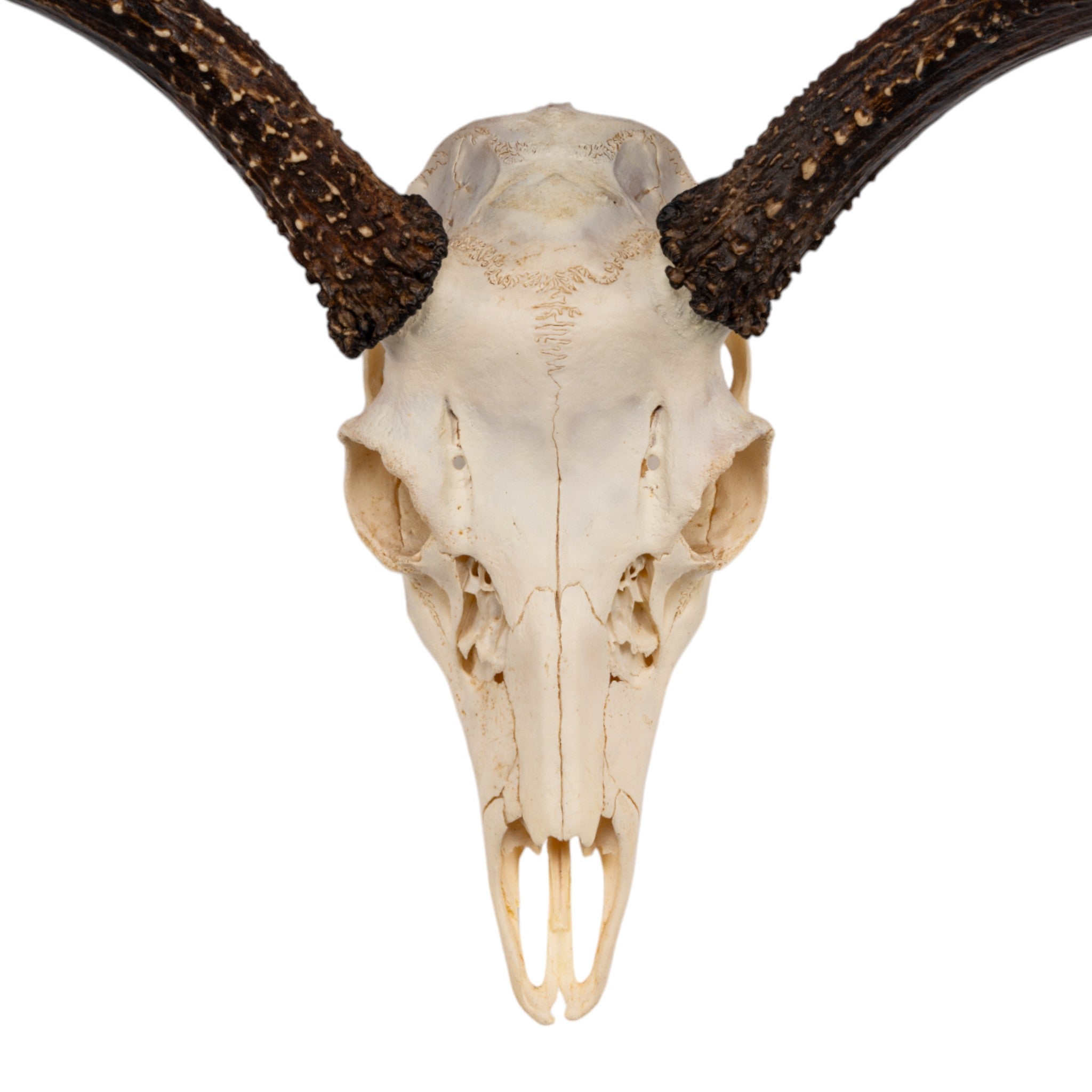 Authentic Sitka Black-Tailed Deer Skull - Real Taxidermy Specimen for Home Decor, Hunting Trophy & Cabin Wall Art | Perfect for Rustic, Cabin & Lodge Style Decorating
