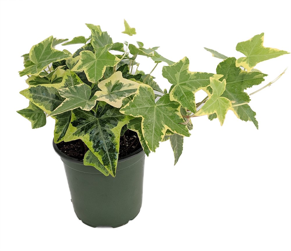 Gold Child English Ivy - Hardy Groundcover & House Plant for Sun or Shade - 4