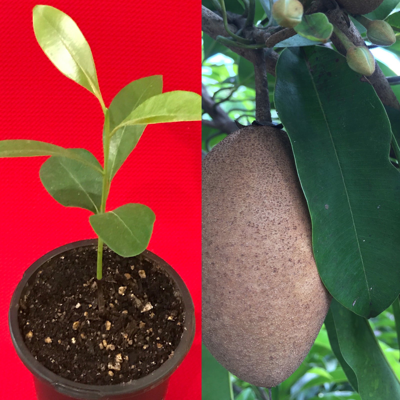 Sapodilla Tree (Manilkara Zapota) - Chiku Makok Tropical Fruit Plant Seedling for Home Garden & Landscaping | Grow Your Own Exotic Fruit Tree