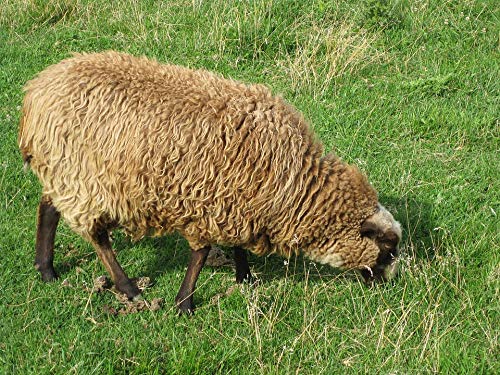 20x30 Inch Laminated Nature Sheep Animal Grass Poster - Vibrant Colors & HD Print - Perfect for Home Decor, Office, Nursery, or Classroom Wall Art