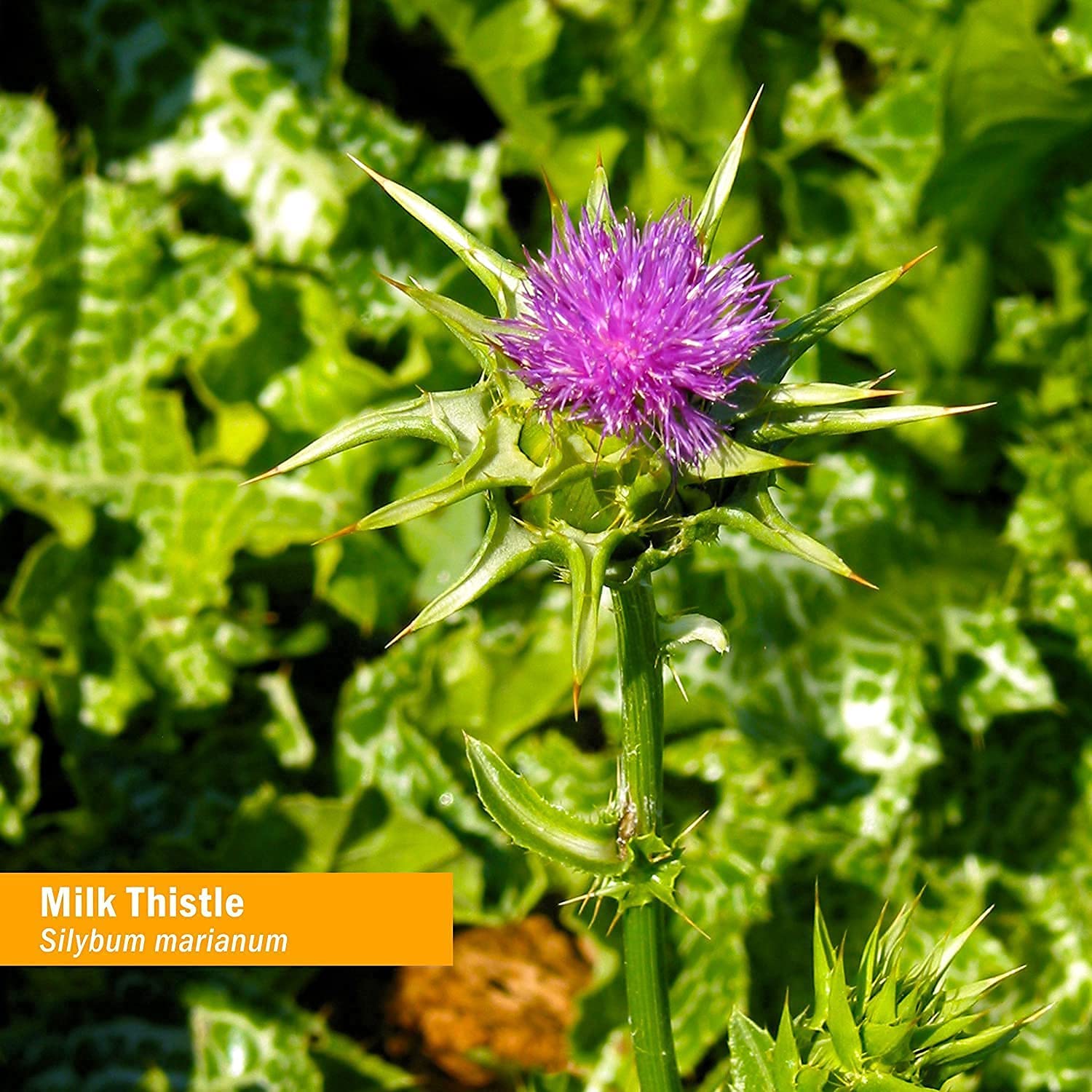 Herb Pharm Milk Thistle Seed Extract for Liver Support & Detox - 4 fl oz Organic Supplement | Promotes Liver Health, Digestion & Cleansing | Perfect for Daily Wellness Routine & Post-Alcohol Recovery