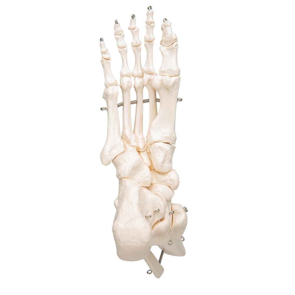 Human Foot and Ankle Skeleton Model - Anatomical Study Tool for Medical Students, Doctors & Physical Therapists - Perfect for Classroom, Clinic & Home Study