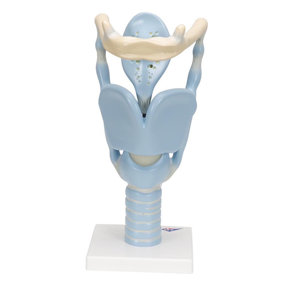 3X Enlarged Functional Larynx Anatomy Model - Human Voice Box Medical Teaching Tool for Doctors, Students & Speech Therapists | Perfect for Classroom Demonstrations & Clinical Training