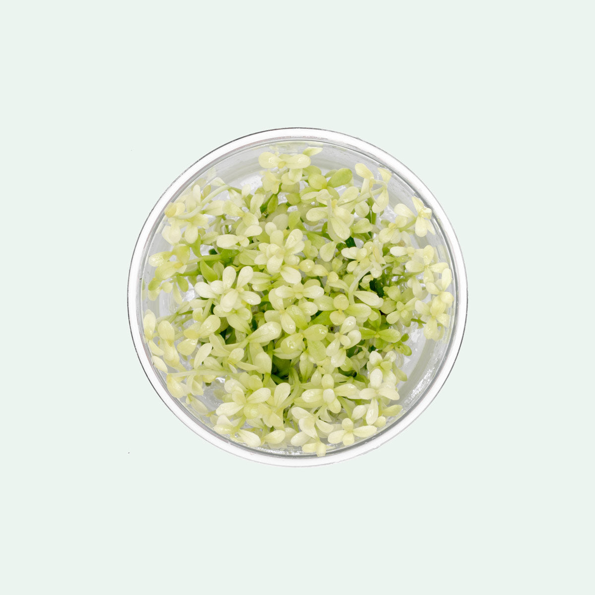 Bacopa Monnieri Platinum - Premium Herbal Supplement for Memory & Brain Health - Natural Cognitive Enhancer for Focus, Stress Relief & Mental Clarity - Perfect for Students, Professionals & Seniors