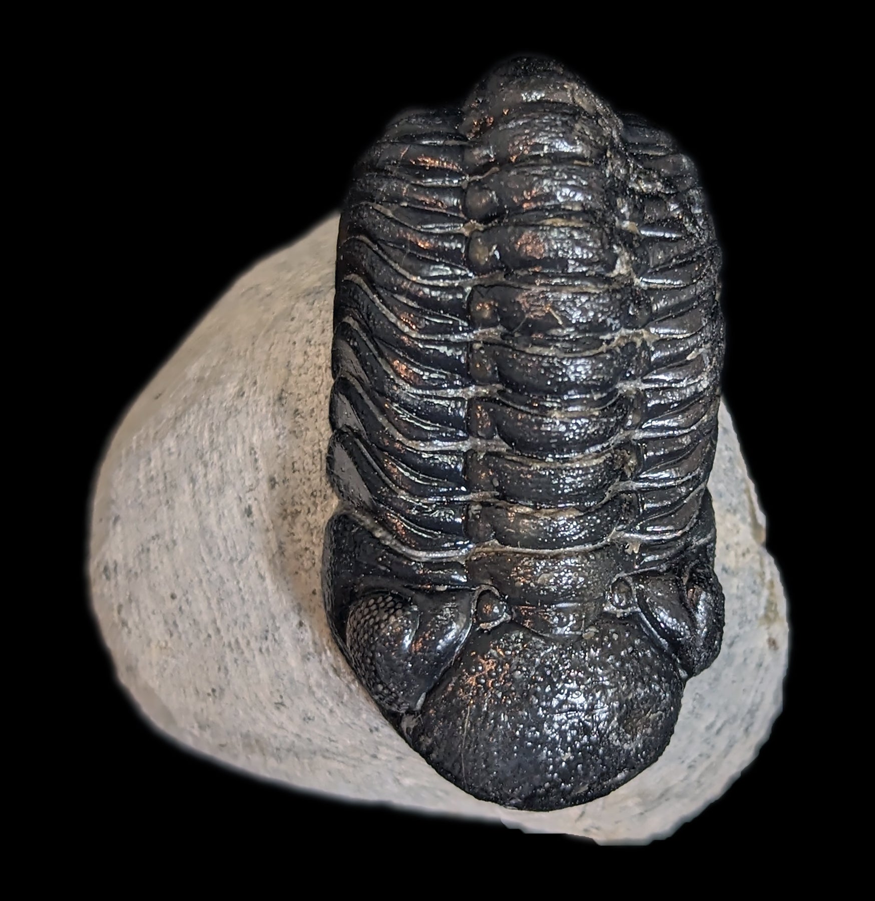 Eldredgeops Rana Trilobite Fossil in Matrix - Authentic Devonian Era Fossil Specimen for Collectors & Home Decor | Perfect for Science Enthusiasts & Unique Gift Ideas