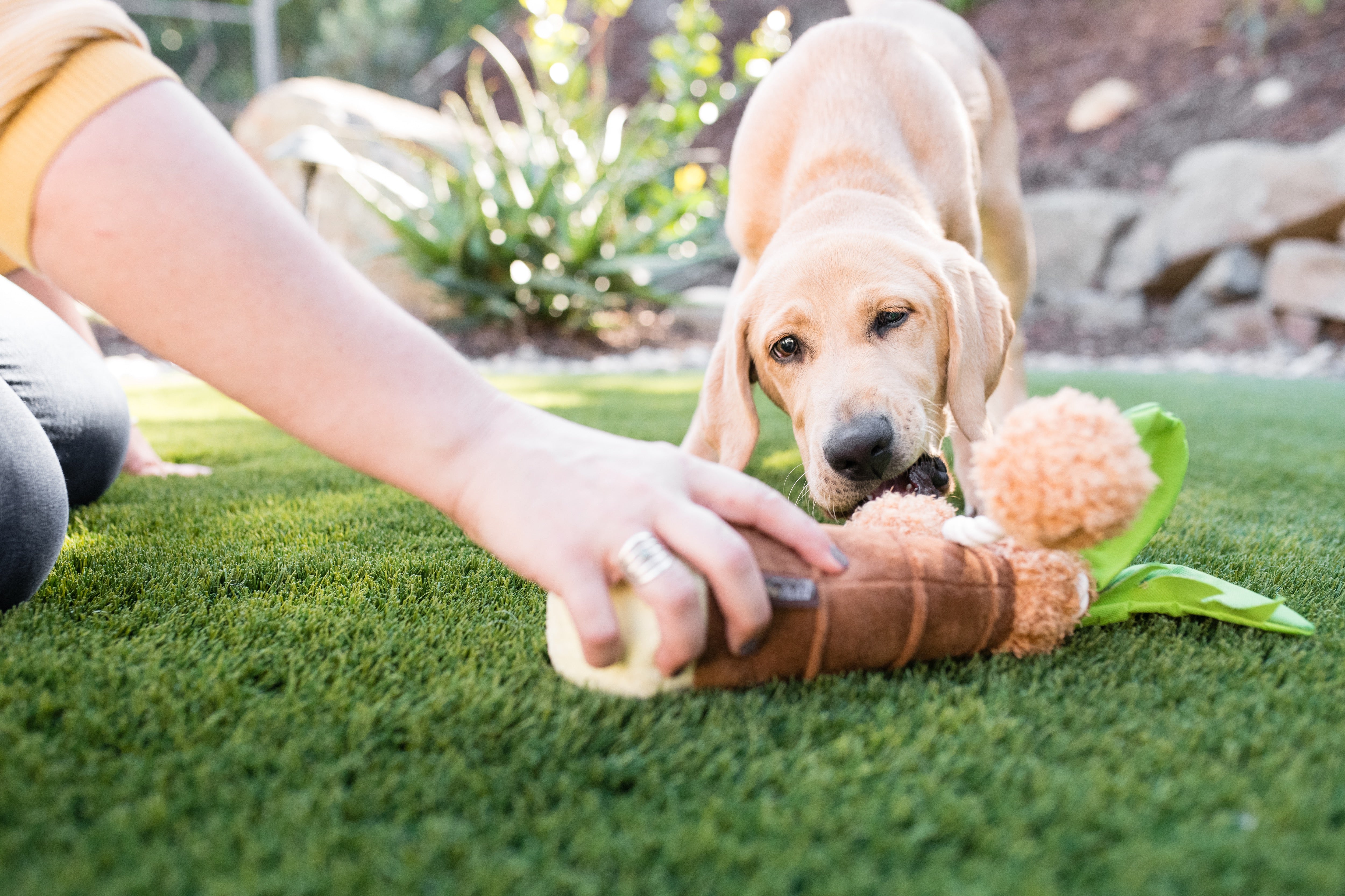 Tropical Paradise™ Dog Plush Toy - La Palma Soft Chew Toy for Dogs | Durable & Safe Pet Play | Perfect for Indoor & Outdoor Playtime