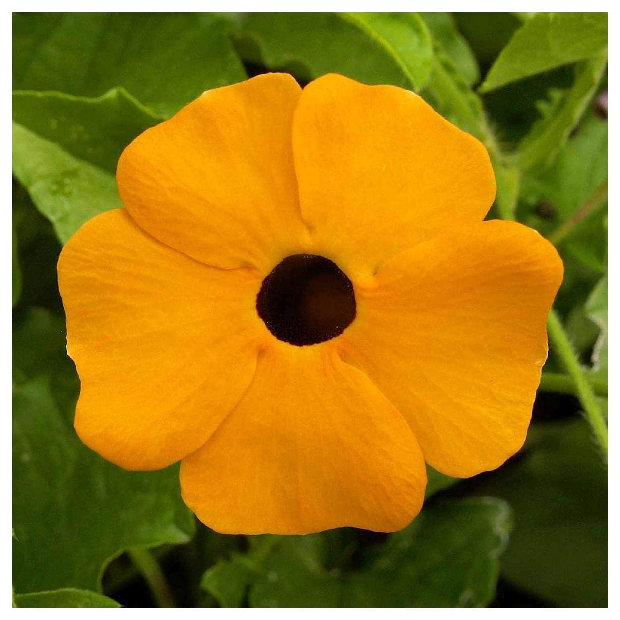 Everwilde Farms - 1 Oz Black-Eyed Susan Vine Wildflower Seeds (Thunbergia Alata) - Premium Gold Vault Packaging - Perfect for Garden Borders, Trellises & Butterfly Gardens