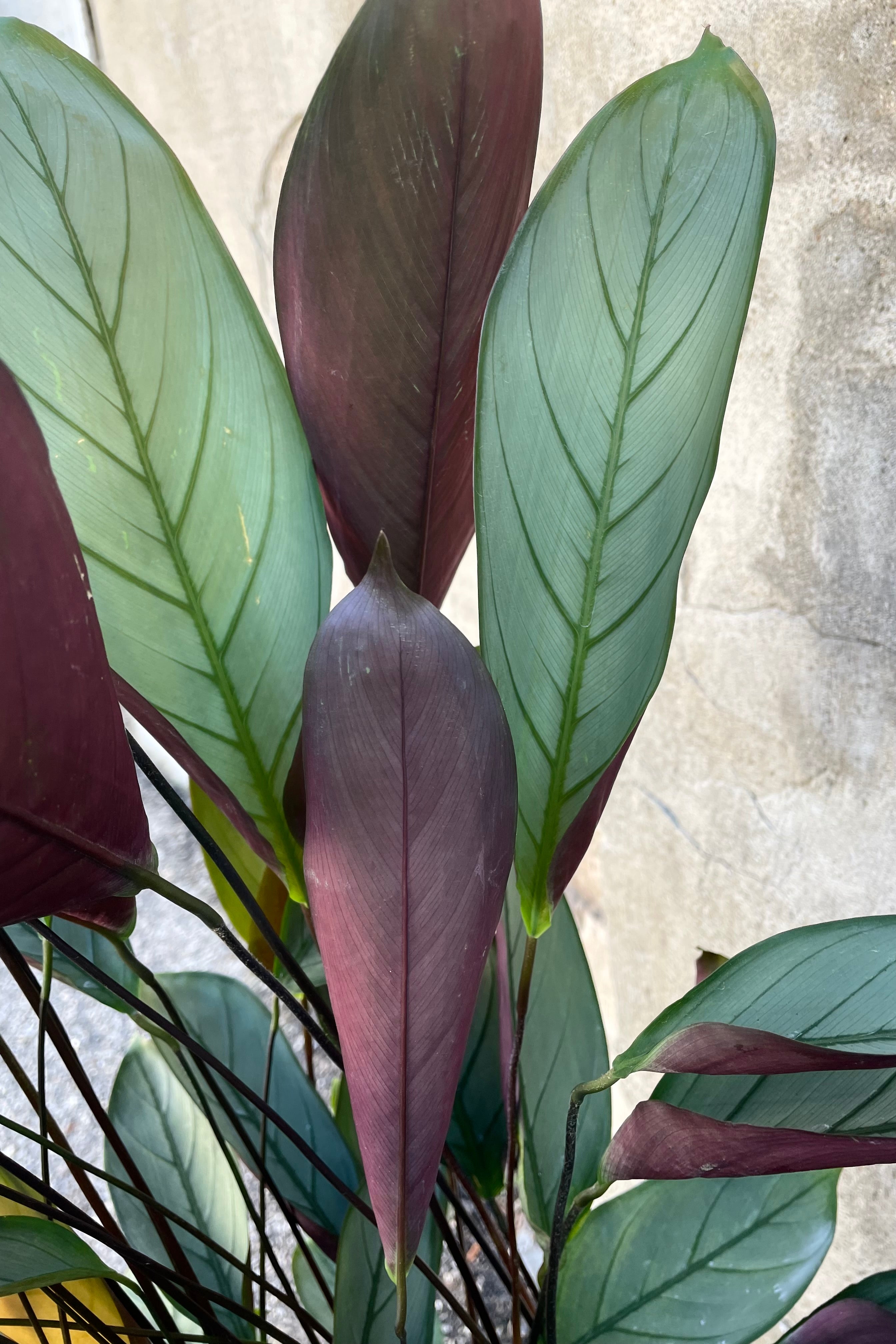Ctenanthe Setosa 'Silver Star' - 8