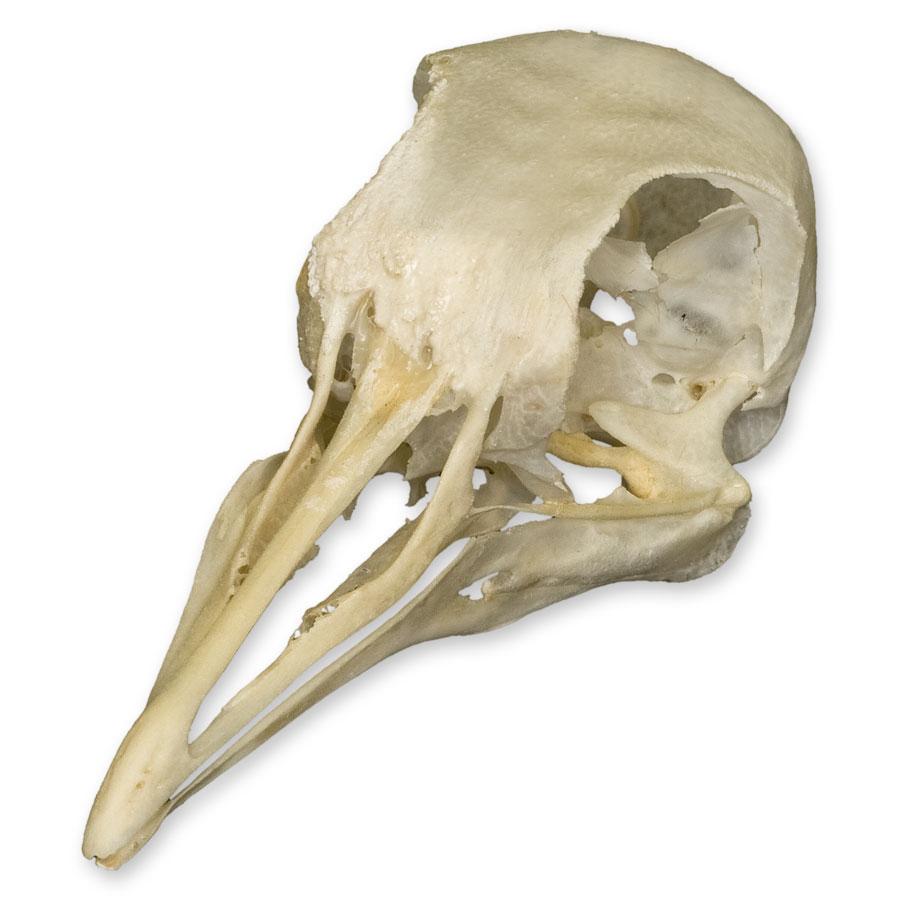 Authentic Pigeon Skull Specimen - Real Animal Skull for Science Study, Gothic Decor & Oddity Collectors - Perfect for Biology Classrooms, Halloween Decor & Taxidermy Displays