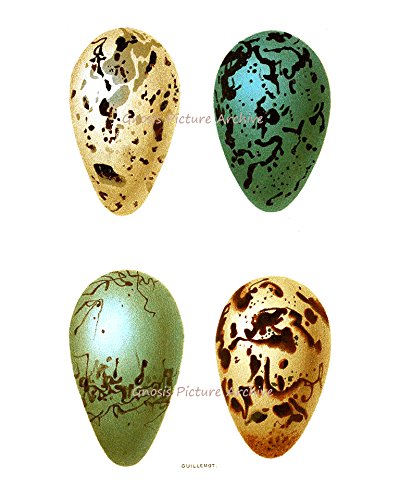 Easter Decorations - Set of 6 Bird Eggs Wall Art Prints, Unframed Home Decor for Easter, Spring & Nursery Room - Perfect for Living Room, Bedroom, Kitchen & Holiday Party Decorations