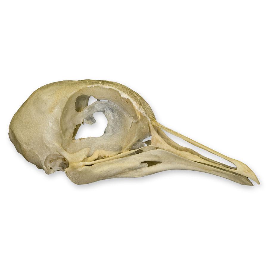 Authentic Pigeon Skull Specimen - Real Animal Skull for Science Study, Gothic Decor & Oddity Collectors - Perfect for Biology Classrooms, Halloween Decor & Taxidermy Displays