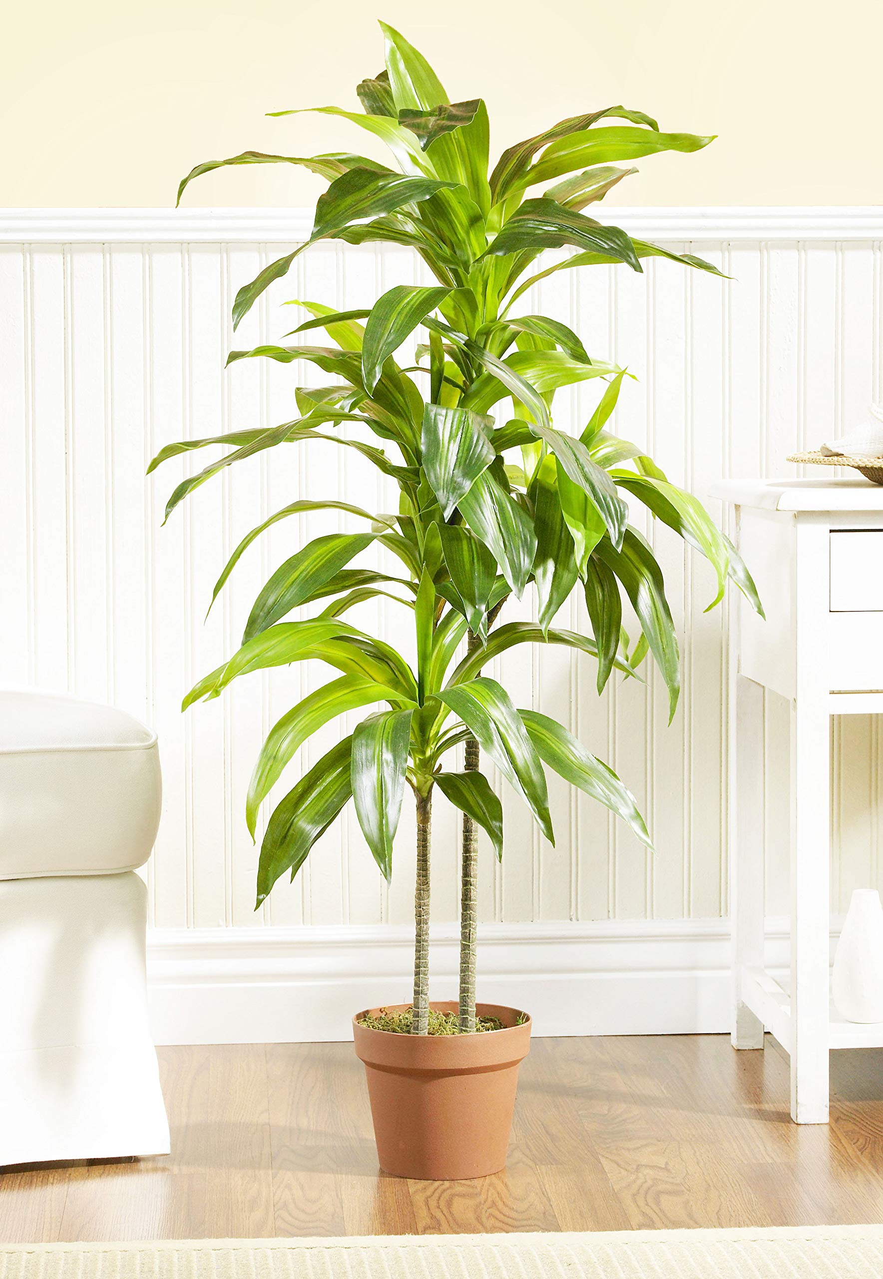 Nearly Natural 43in. Dracaena Silk Artificial Plant with Real Touch Technology - Green & Green 4855 35in. Sansevieria Artificial Plant in Black Planter - Perfect for Home Office Decor, Living Room, and Indoor Spaces