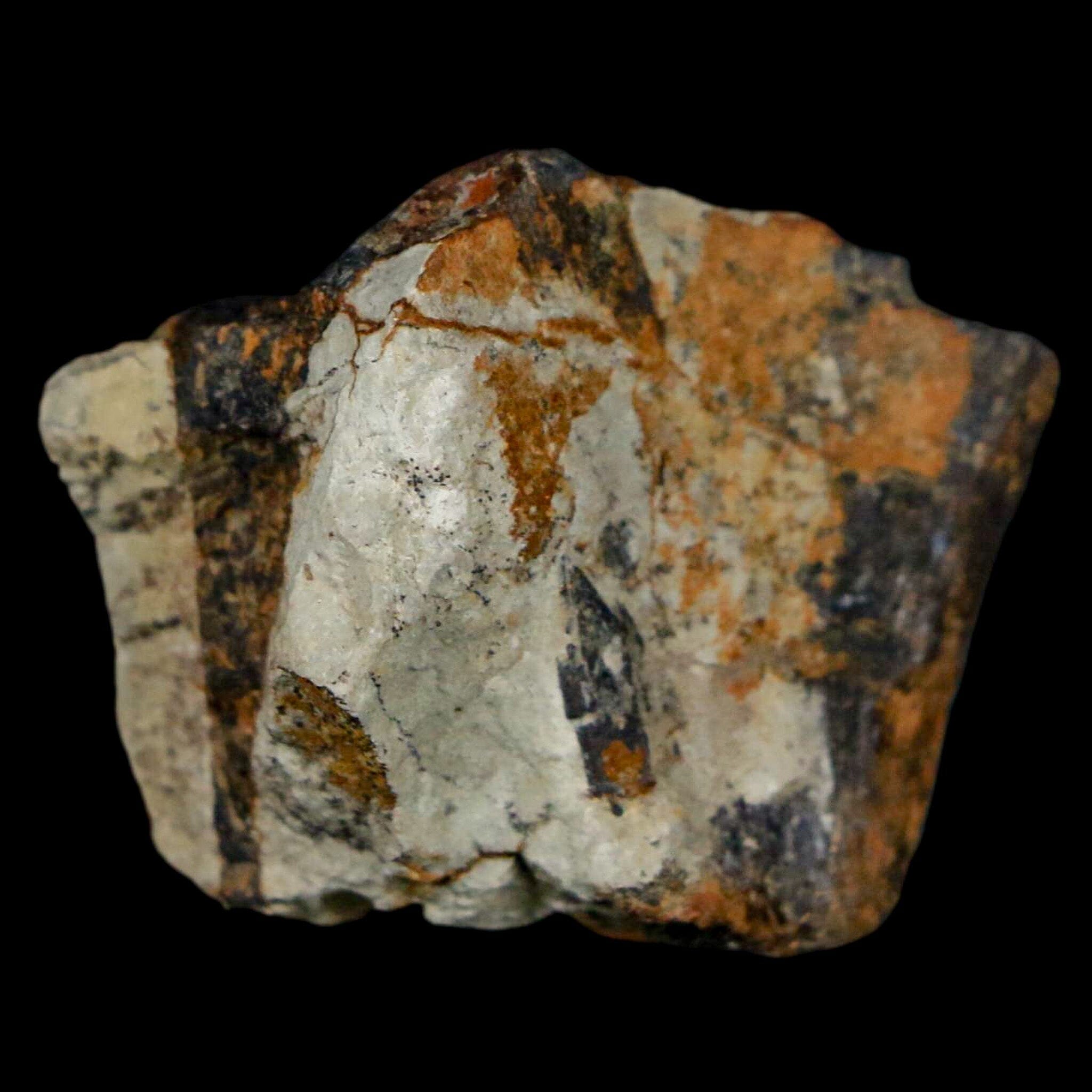 Authentic Stegosaurus Fossil Bone from Morrison Formation Wyoming - Jurassic Dinosaur Bone with COA - Perfect for Paleontology Collectors & Museum Displays