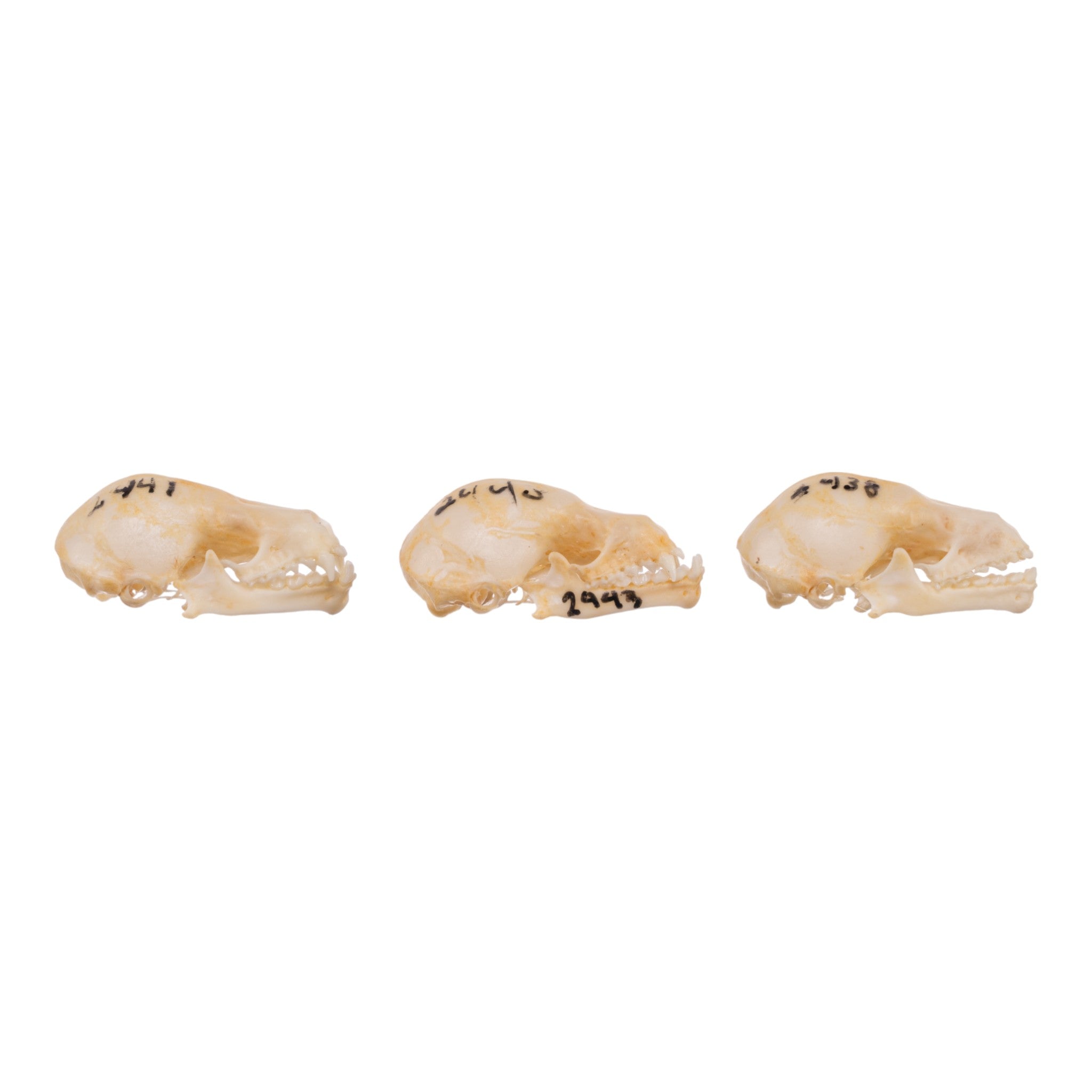 Authentic Seba's Short-Tailed Bat Skull Specimen - Real Bone Taxidermy for Science & Collectors | Perfect for Halloween Decor, Gothic Display & Biology Education