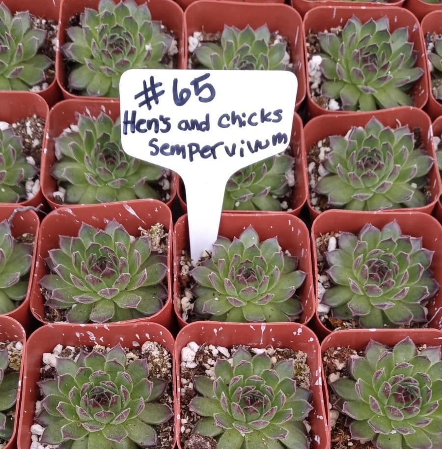 #65 Hens and Chicks Sempervivum Succulent Plants - Low Maintenance Live Succulents for Indoor & Outdoor Gardens, Rock Gardens, Terrariums, and Home Decor