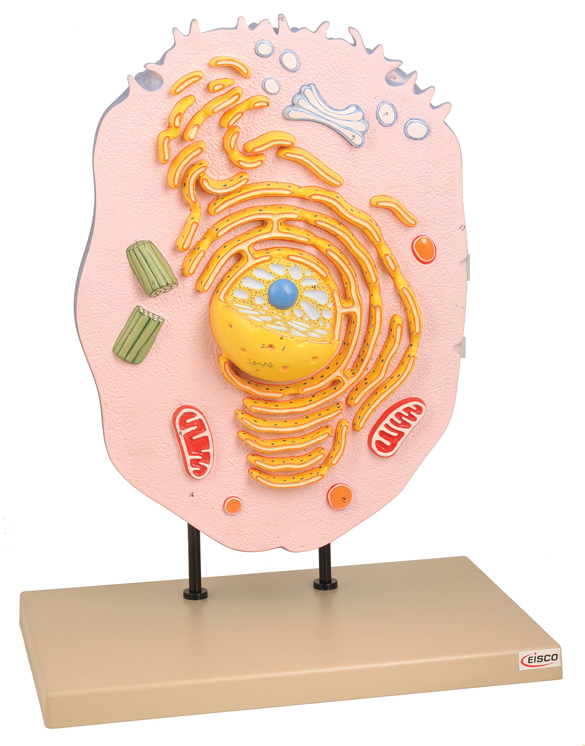 Eisco Labs Hand-Painted Animal Cell Model - Detailed Biology Science Classroom Teaching Aid for Students & Teachers | Perfect for School Labs, Homeschooling & STEM Education