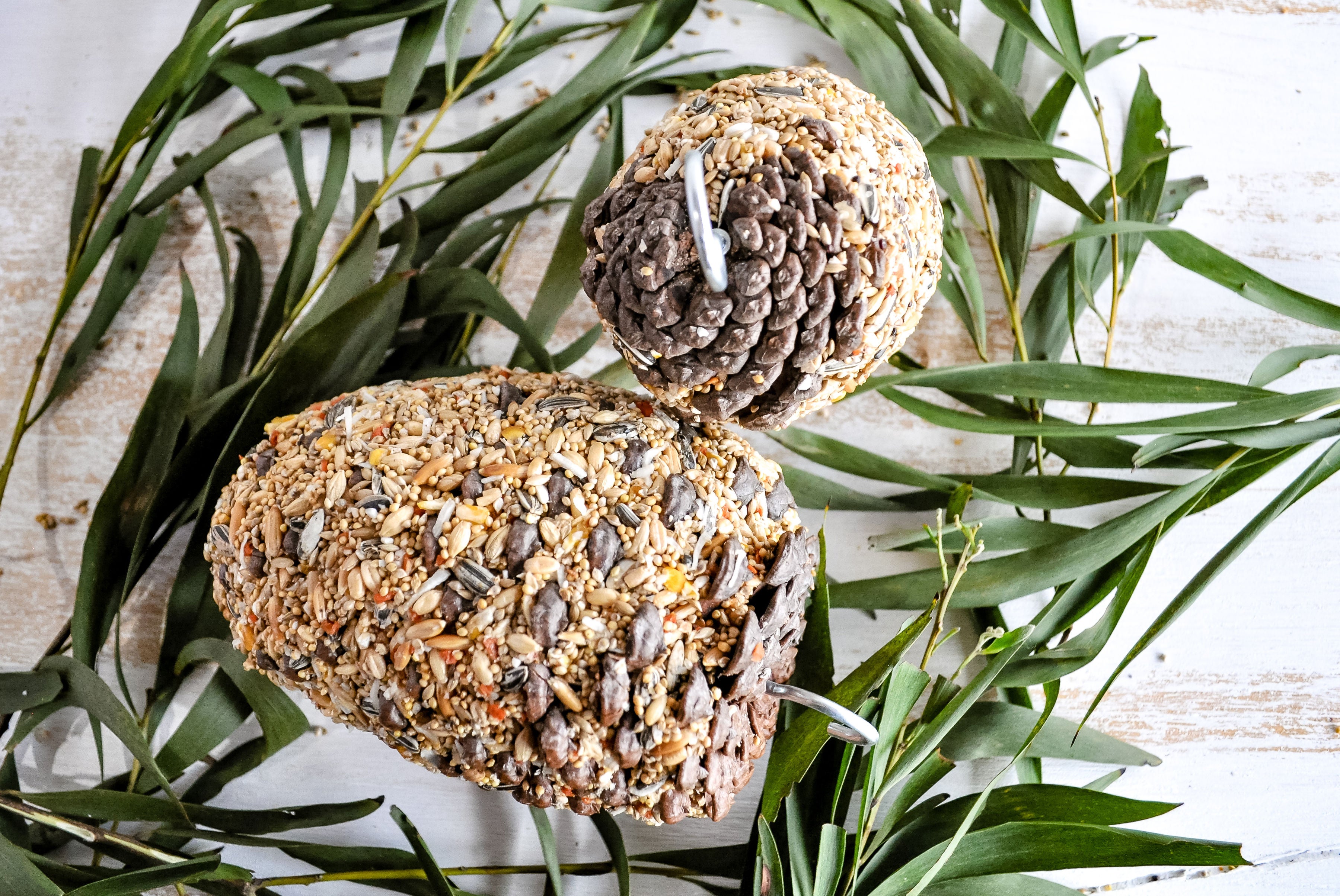 Natural Pine Cone Bird Treat - Medium Size for Parrots, Cockatiels & Conures - Perfect for Foraging & Enrichment Activities