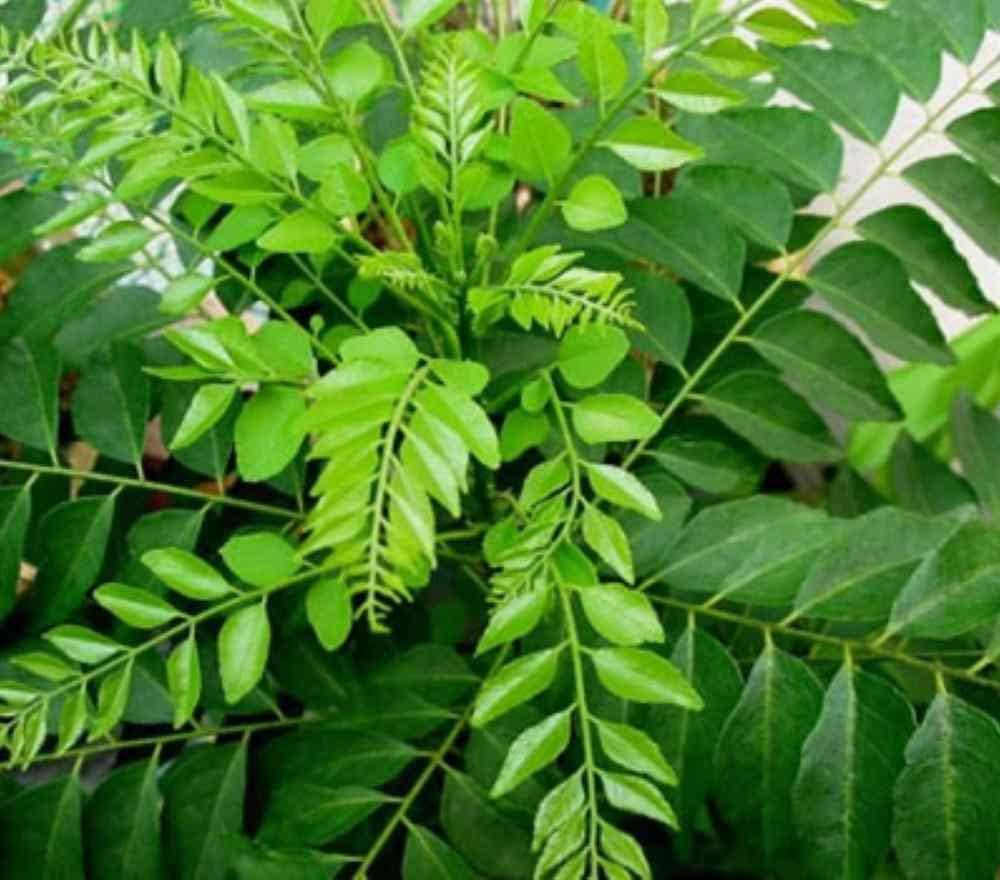 Fresh Curry Leaf Plant with Pot (Murraya Koenigii) - Perfect for Home Gardening, Indian Cooking, and Herbal Remedies