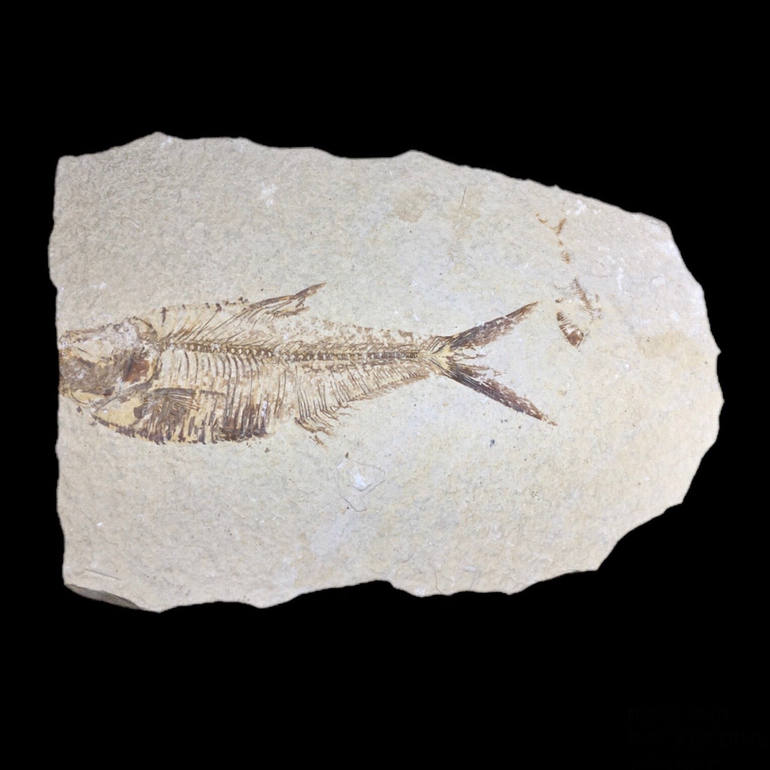 Diplomystus Fish Fossil - Rare Prehistoric Fossil for Collectors, Museums & Educational Displays | Perfect for Paleontology Enthusiasts & Home Decor