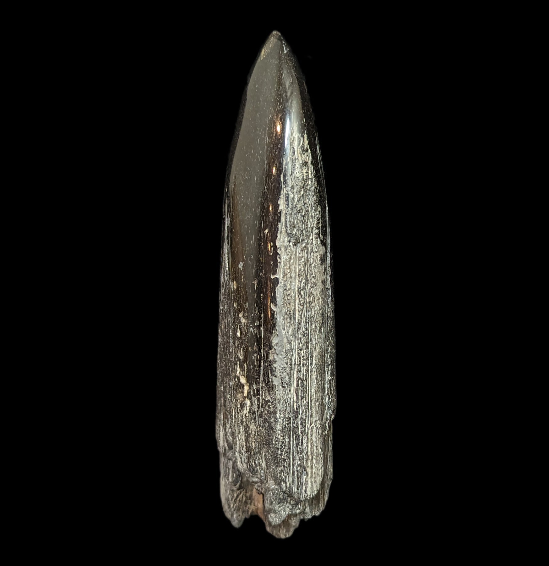 Authentic Fossilized Swordfish Rostrum Specimen #8 - Rare Marine Fossil Collectible for Home Decor, Office Display & Educational Use