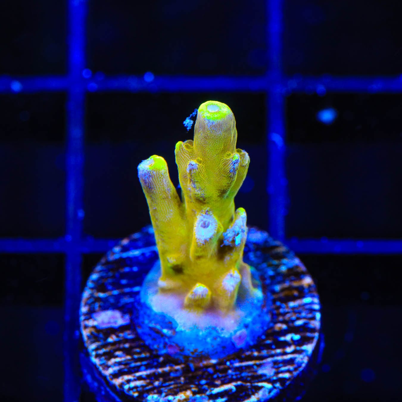 CB Golden Jawdropper Acropora Coral - Premium Saltwater Aquarium Coral for Reef Tanks | Perfect for Marine Aquascaping and Coral Propagation